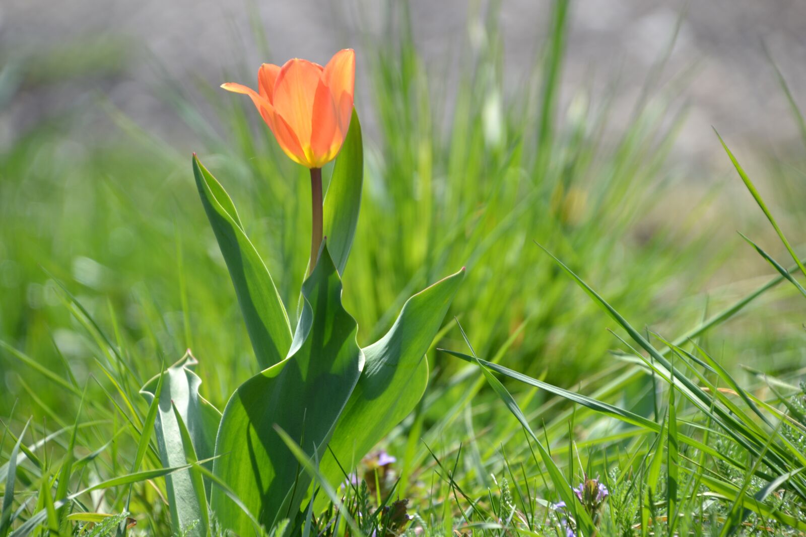Nikon D3100 sample photo. Tulip, flower, spring photography