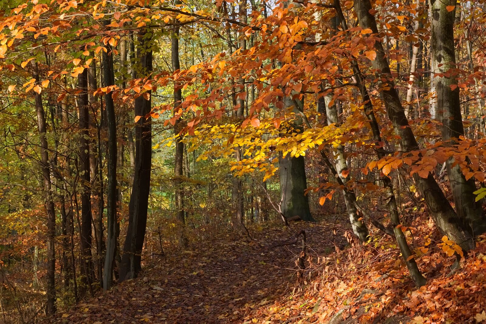 Nikon D3300 sample photo. Forest path, forest, autumn photography