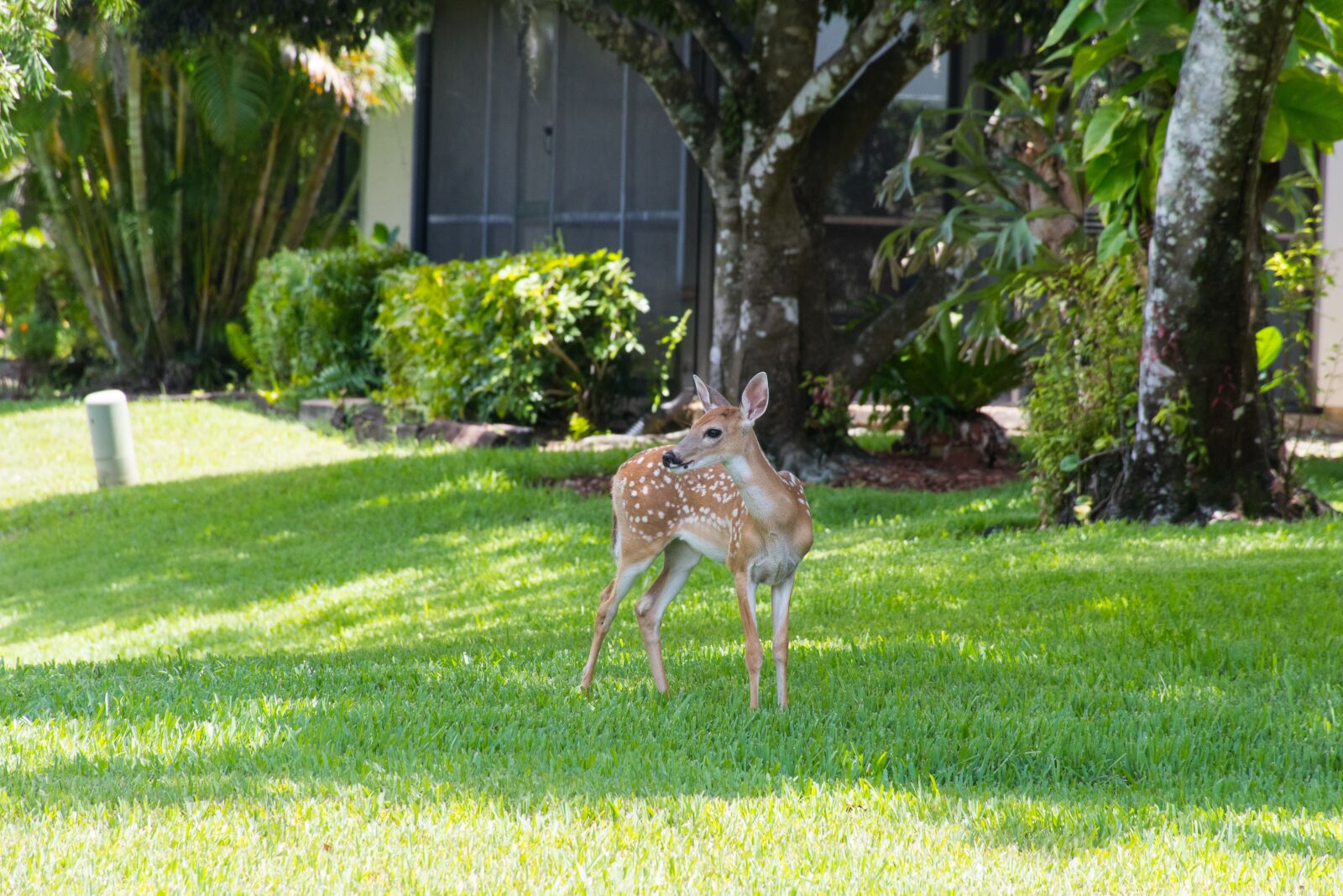 Nikon D7500 sample photo. Florida, deer, faun photography