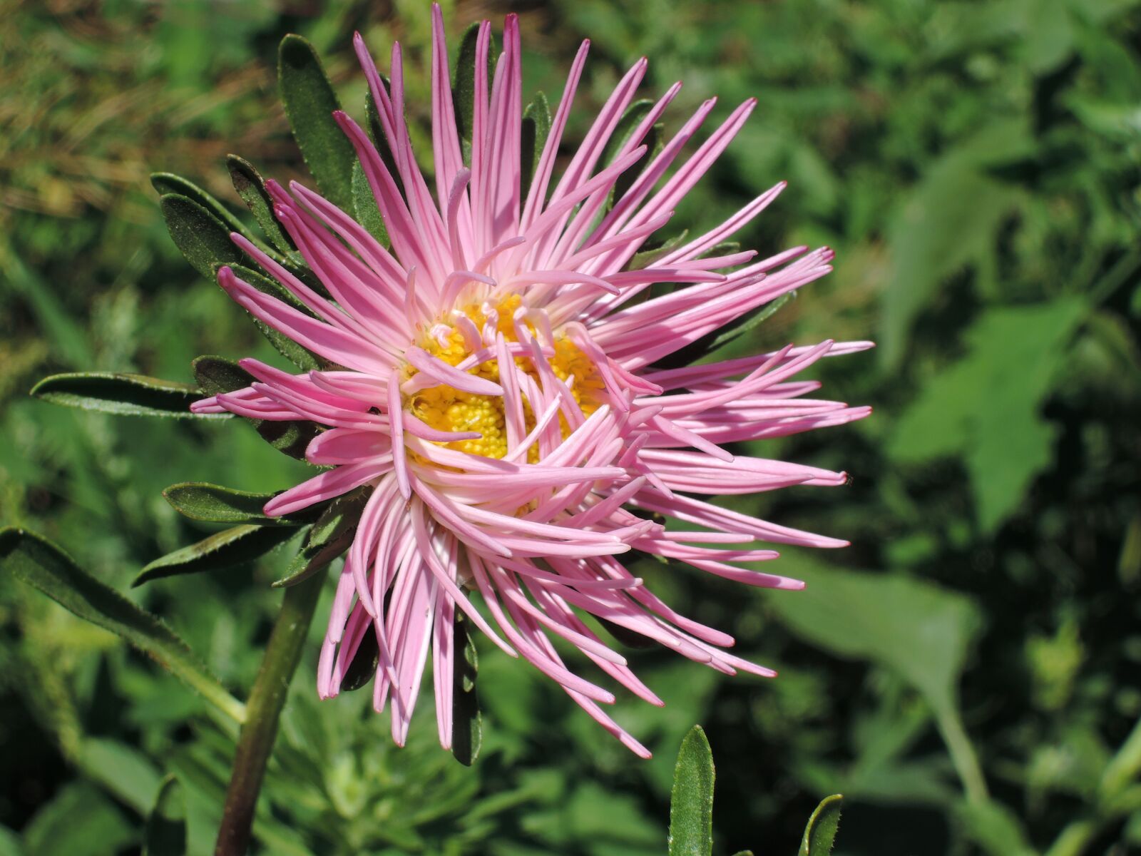 Nikon Coolpix P340 sample photo. Flower, astra, pink photography