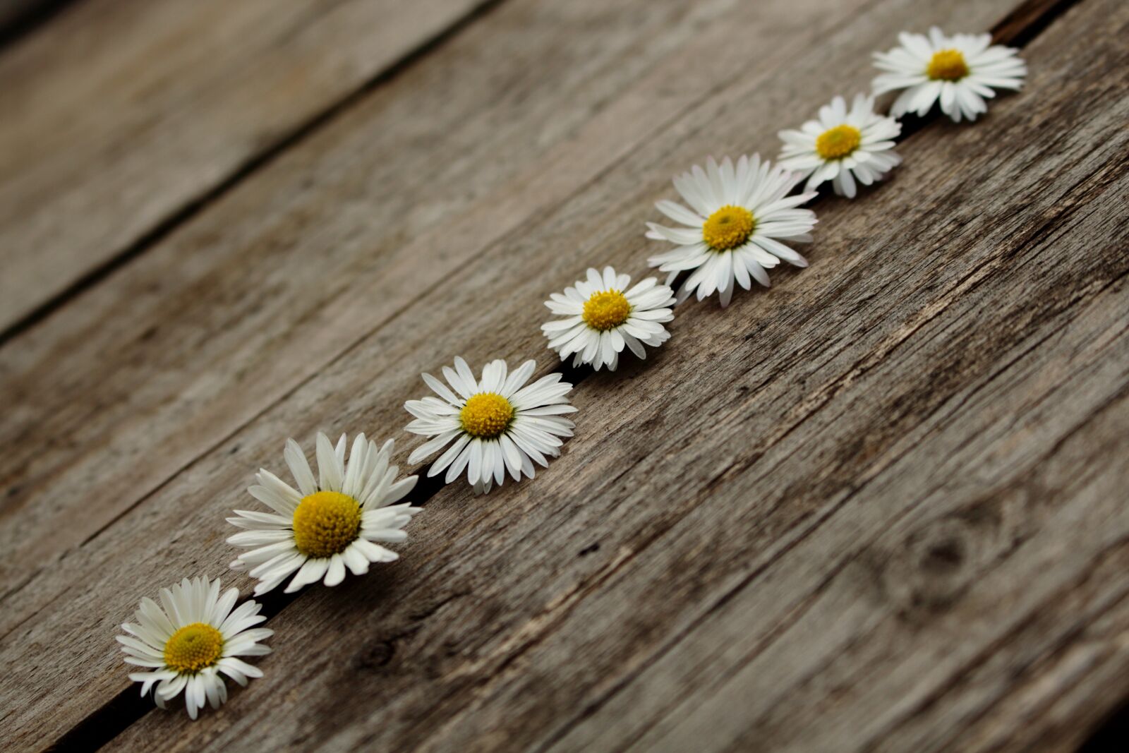 Canon EOS 700D (EOS Rebel T5i / EOS Kiss X7i) sample photo. Daisy, wooden, nature photography