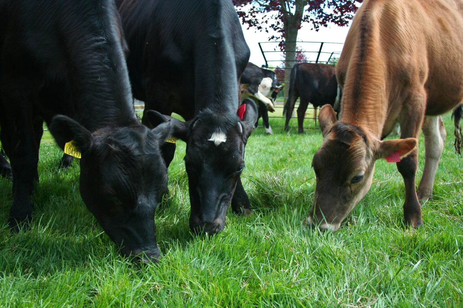Canon EOS 350D (EOS Digital Rebel XT / EOS Kiss Digital N) sample photo. Cow, grass, livestock photography