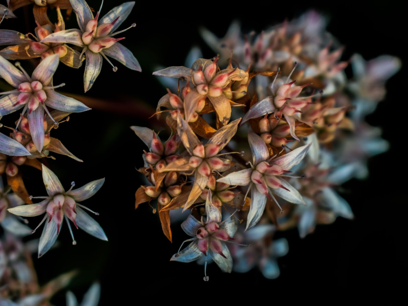 Nikon D3300 sample photo. Wildflower, florescence, nature photography