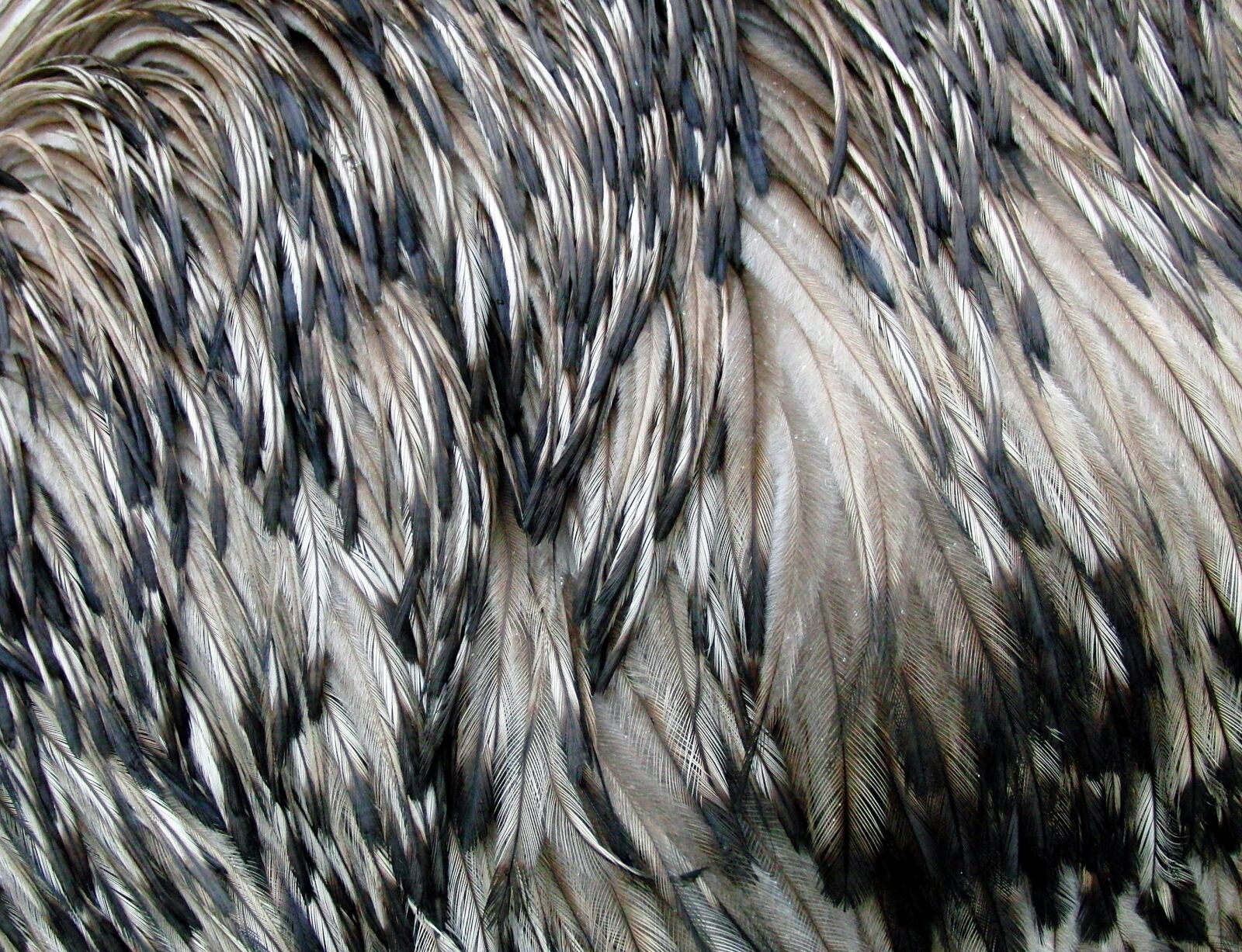 CASIO EX-FC100 sample photo. Emu feathers, ostrich emu photography