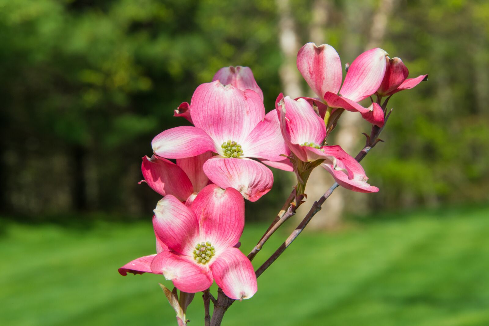 Nikon D800 sample photo. Spring, blossom, bloom photography