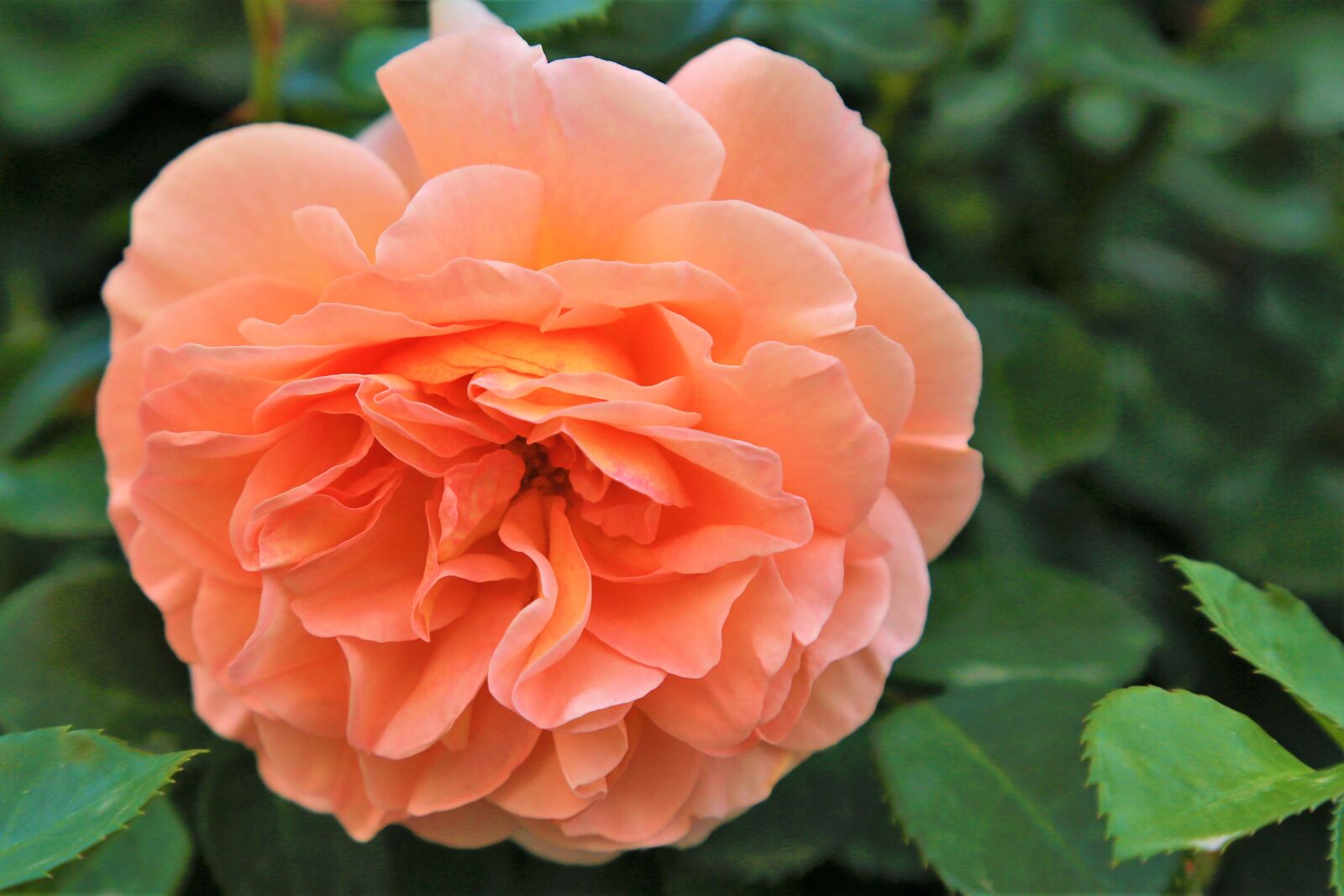 Canon EF 24-105mm F4L IS USM sample photo. Rose, spring, nature photography
