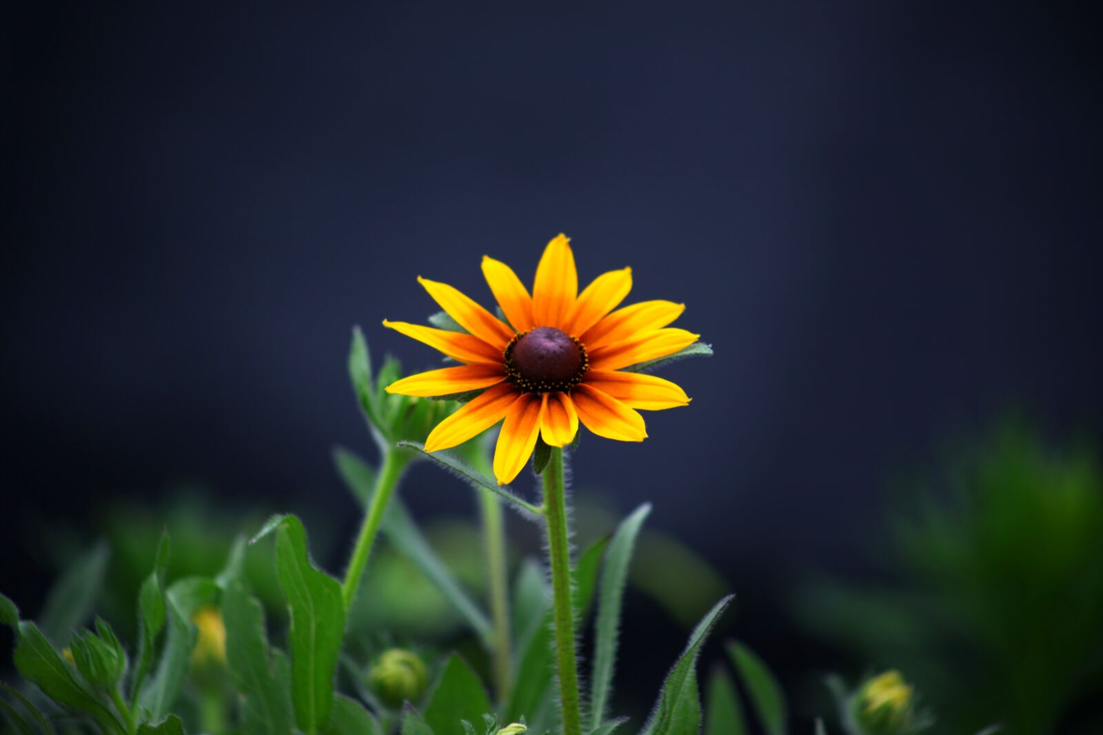 Canon EOS 5D Mark II sample photo. Nature, plants, flowers photography