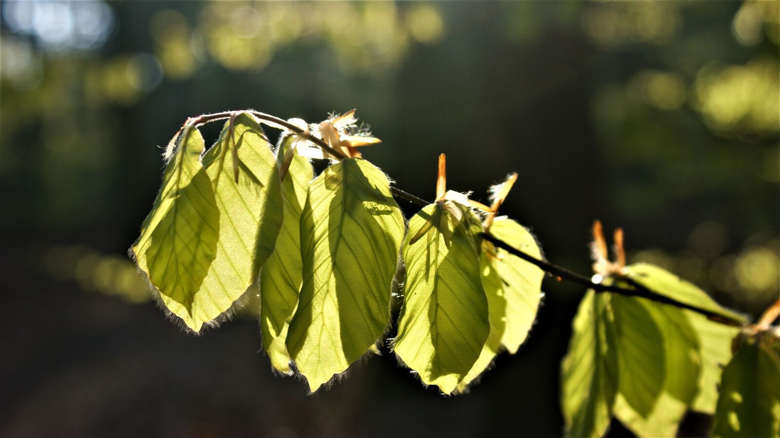 Sony Alpha DSLR-A350 sample photo. Leaves, spring, morning photography