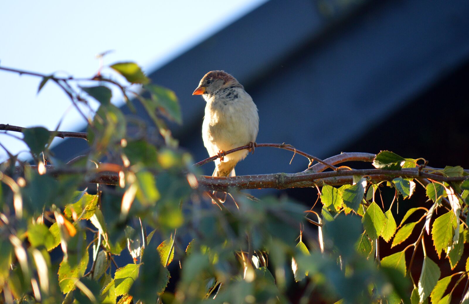 Nikon D3200 sample photo. Bird, tree, fink photography
