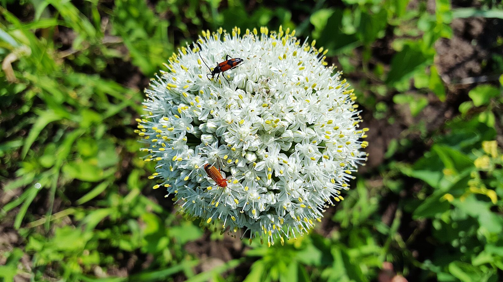 Samsung Galaxy S6 sample photo. Onion flower, allium cepa photography