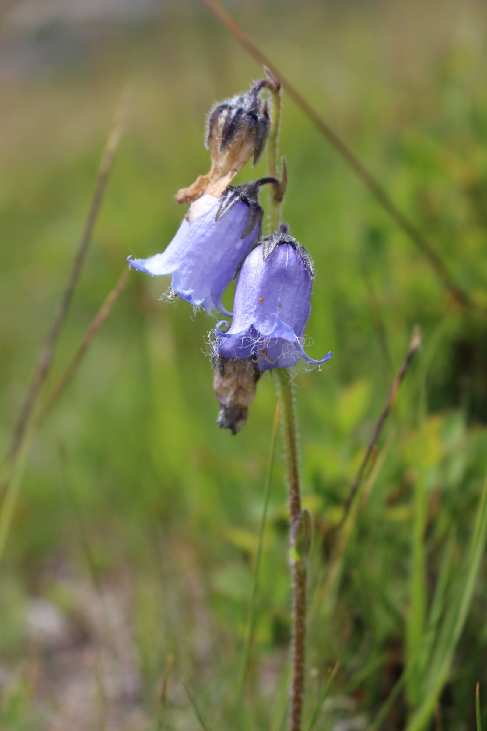 Canon EOS 100D (EOS Rebel SL1 / EOS Kiss X7) sample photo. Flower, bell, violet photography