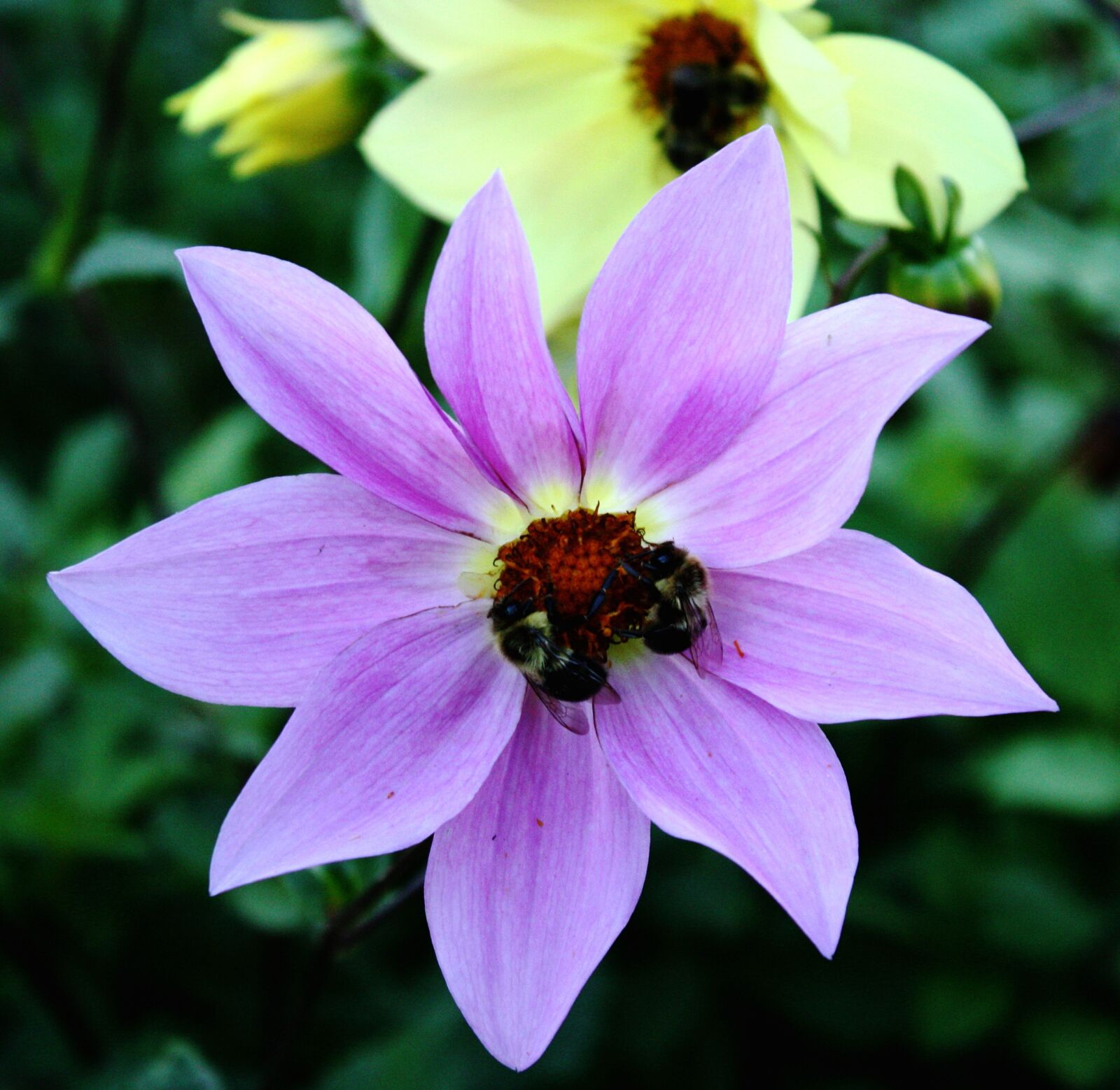 Canon EOS 450D (EOS Rebel XSi / EOS Kiss X2) sample photo. Flower, bees, garden photography