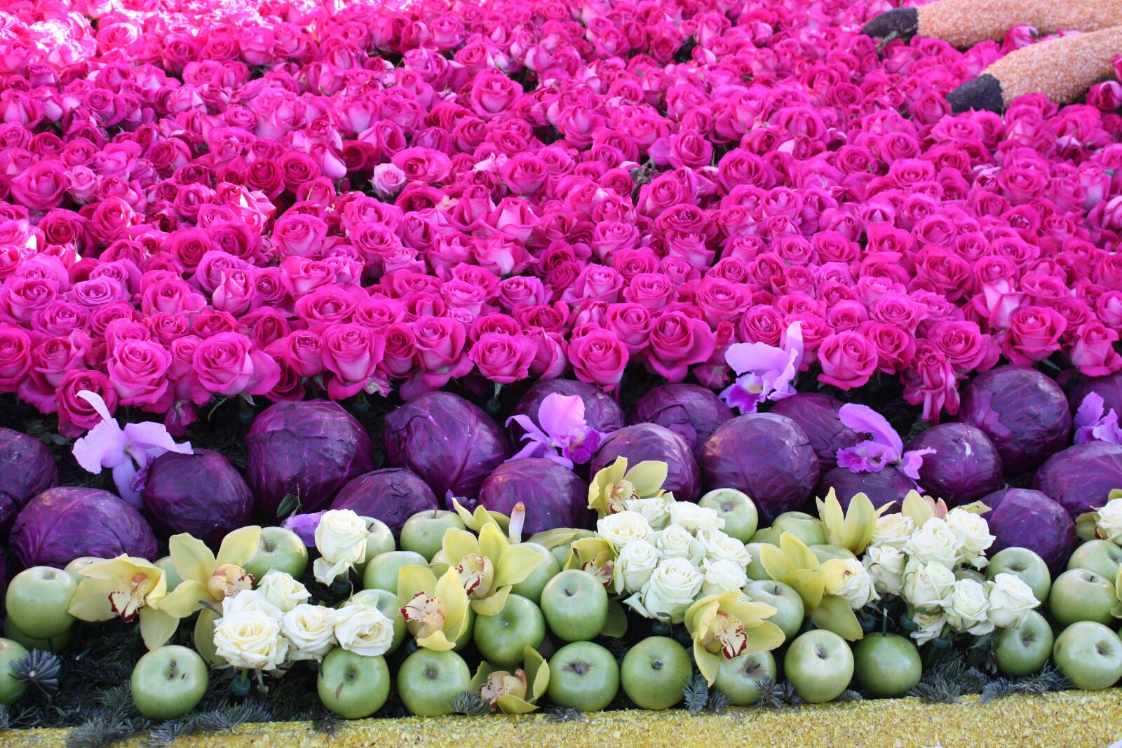 Canon EOS 450D (EOS Rebel XSi / EOS Kiss X2) sample photo. Flowers, floats, rose parade photography