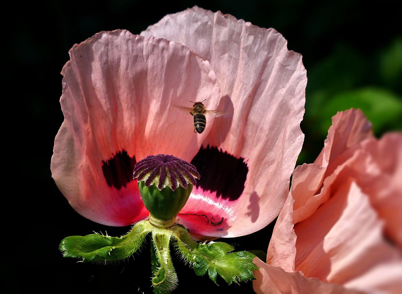 Panasonic Lumix DMC-FZ200 sample photo. Bee, poppy, flower photography