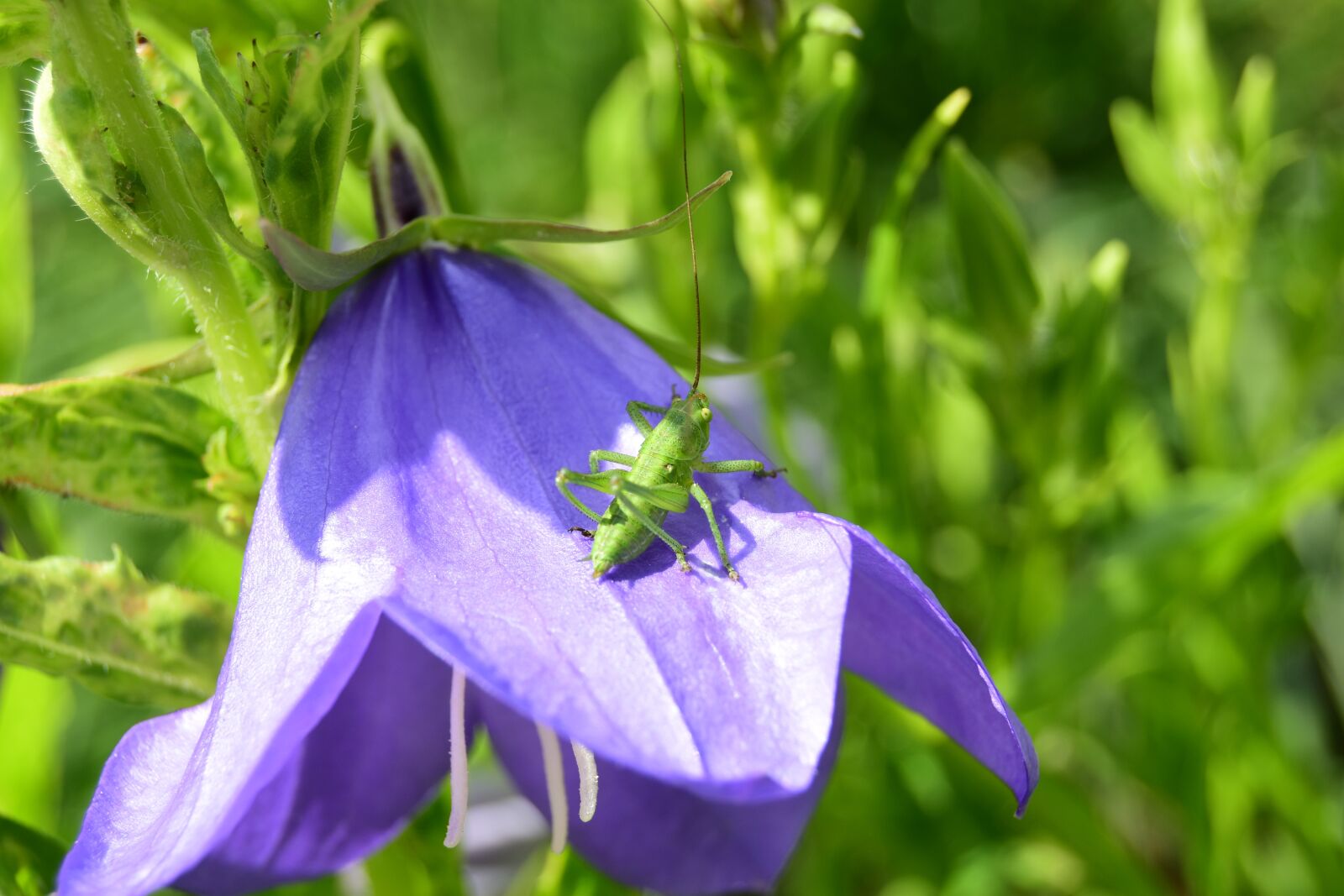 Nikon D5600 sample photo. Grasshopper, insect, spring photography