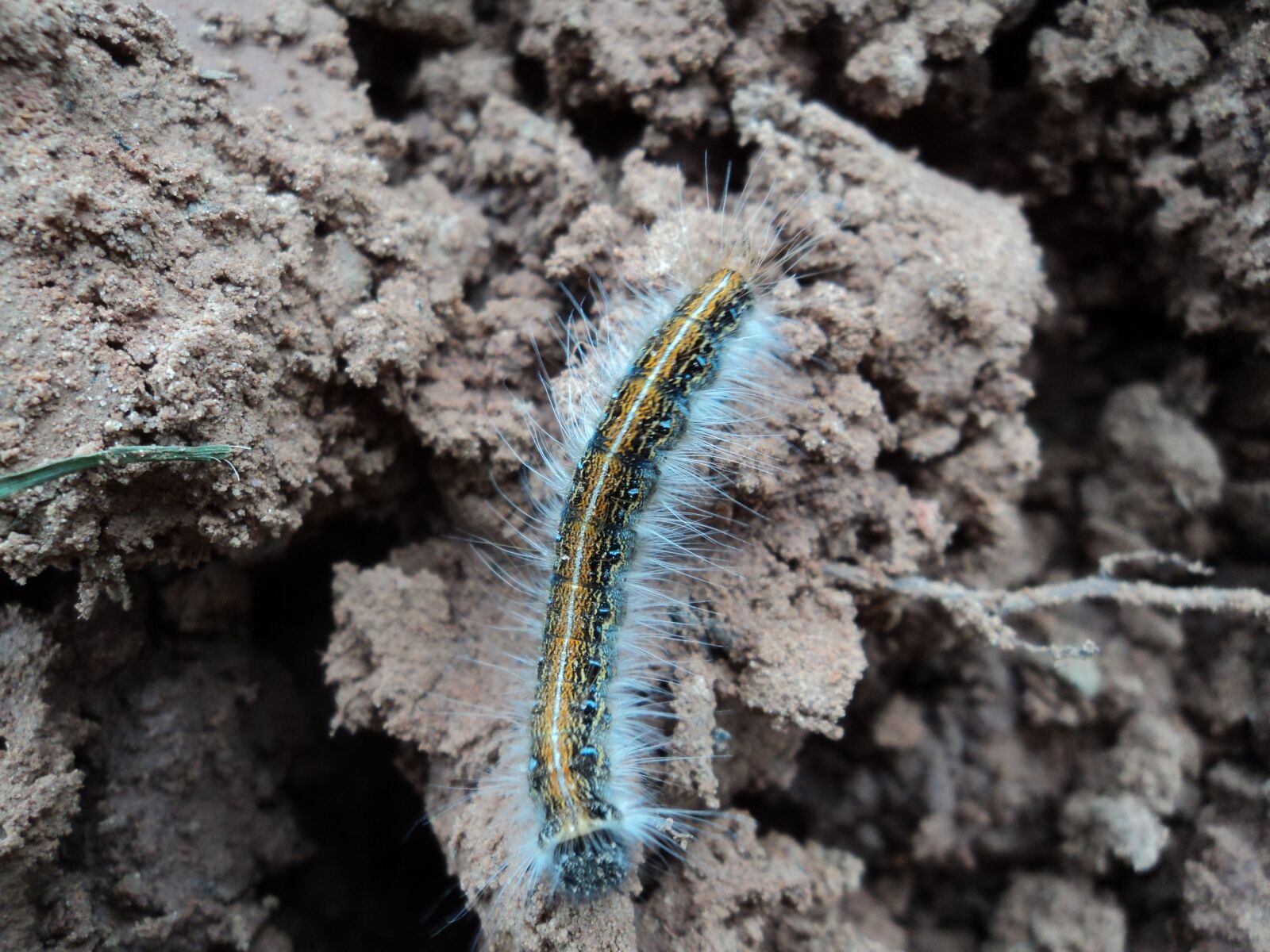 Sony Cyber-shot DSC-W310 sample photo. Caterpillar, dirt, hairy photography