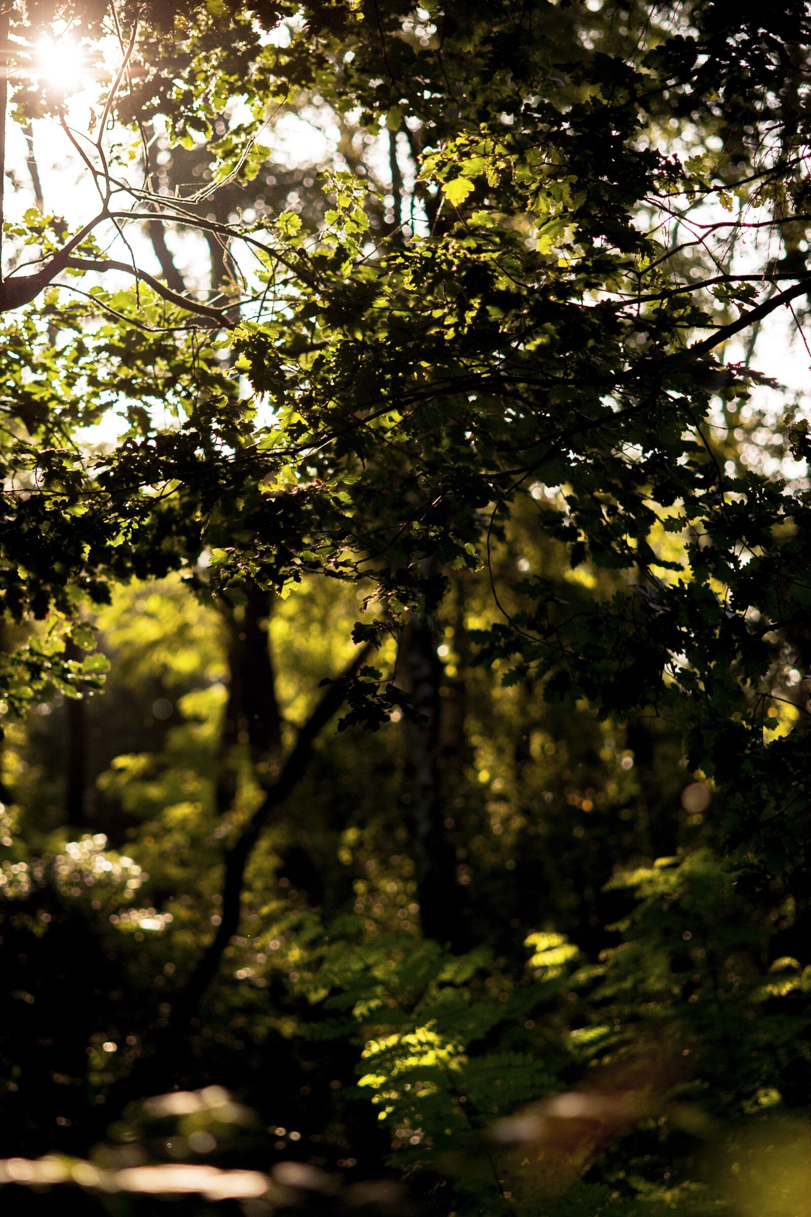 Nikon D700 sample photo. Sun, autumn, leaves photography