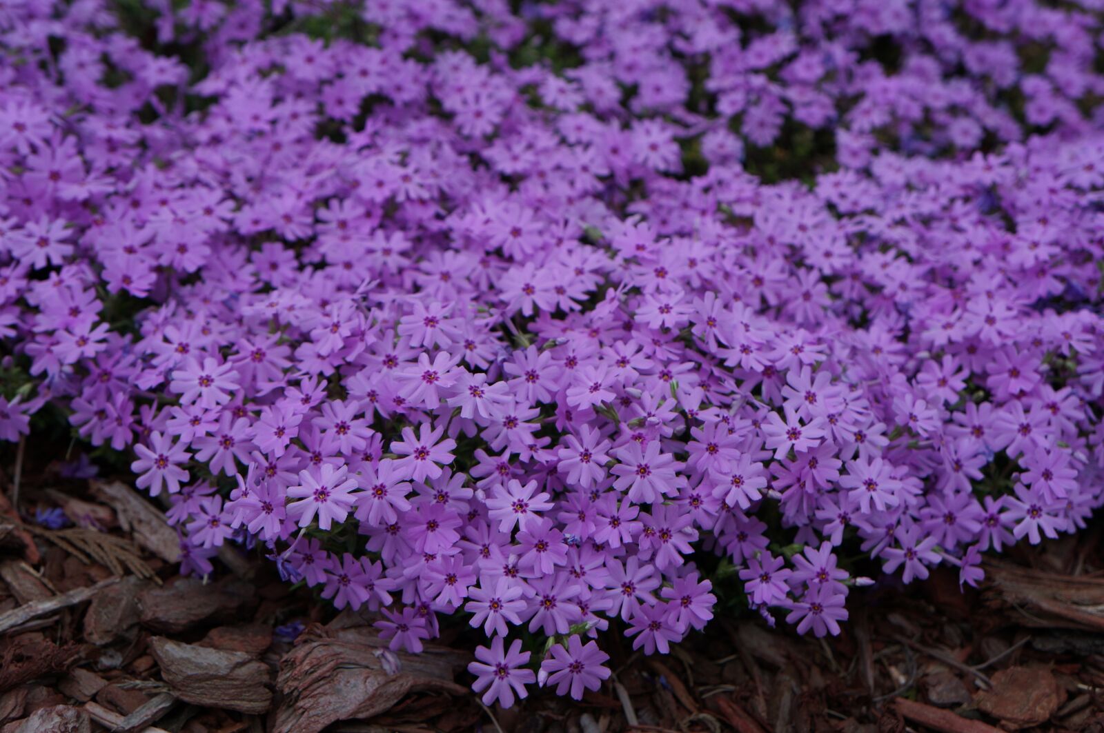 Sony Alpha NEX-5R sample photo. Flowers, lavender, nature photography