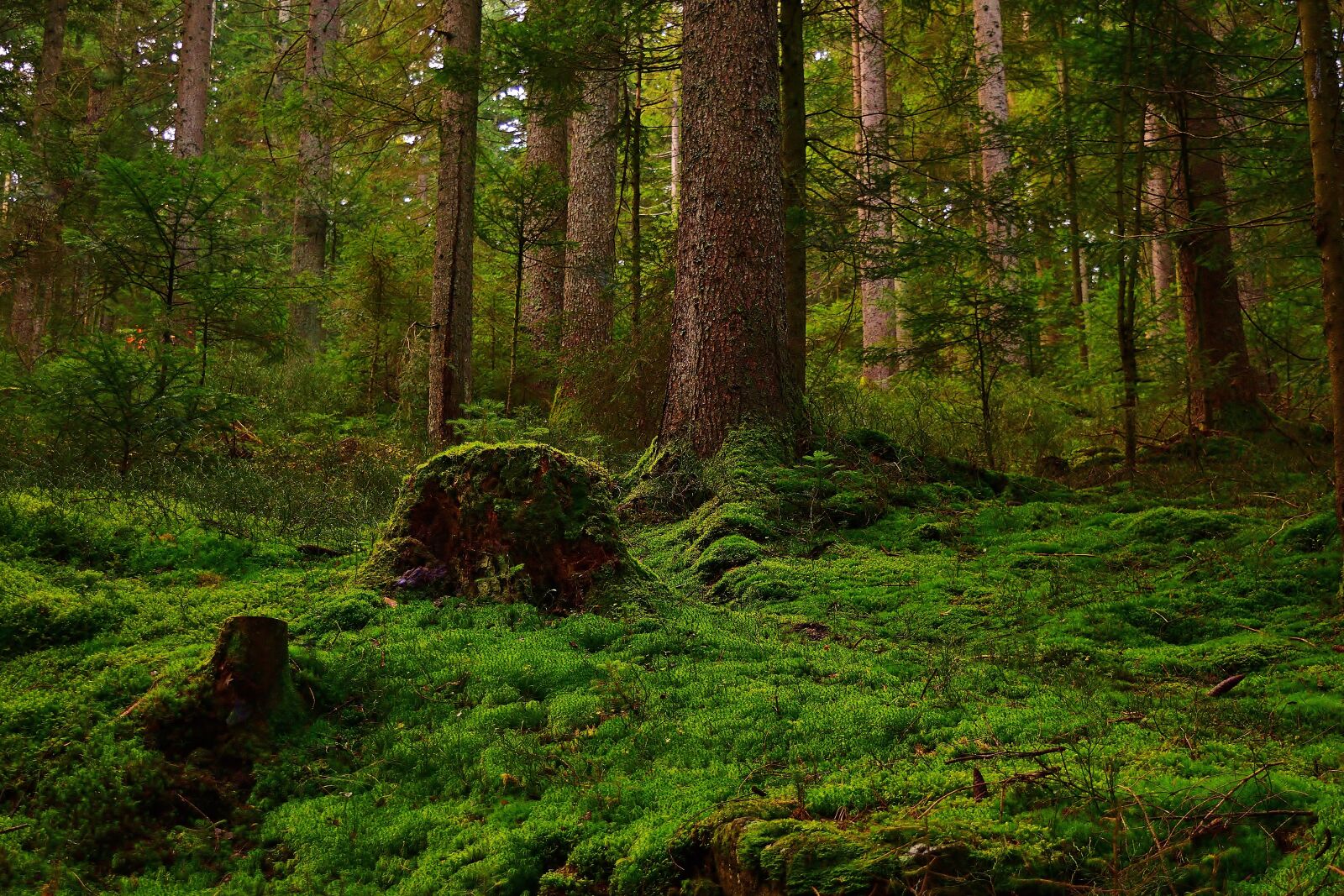 Nikon D5200 sample photo. Forest, moss, glade photography