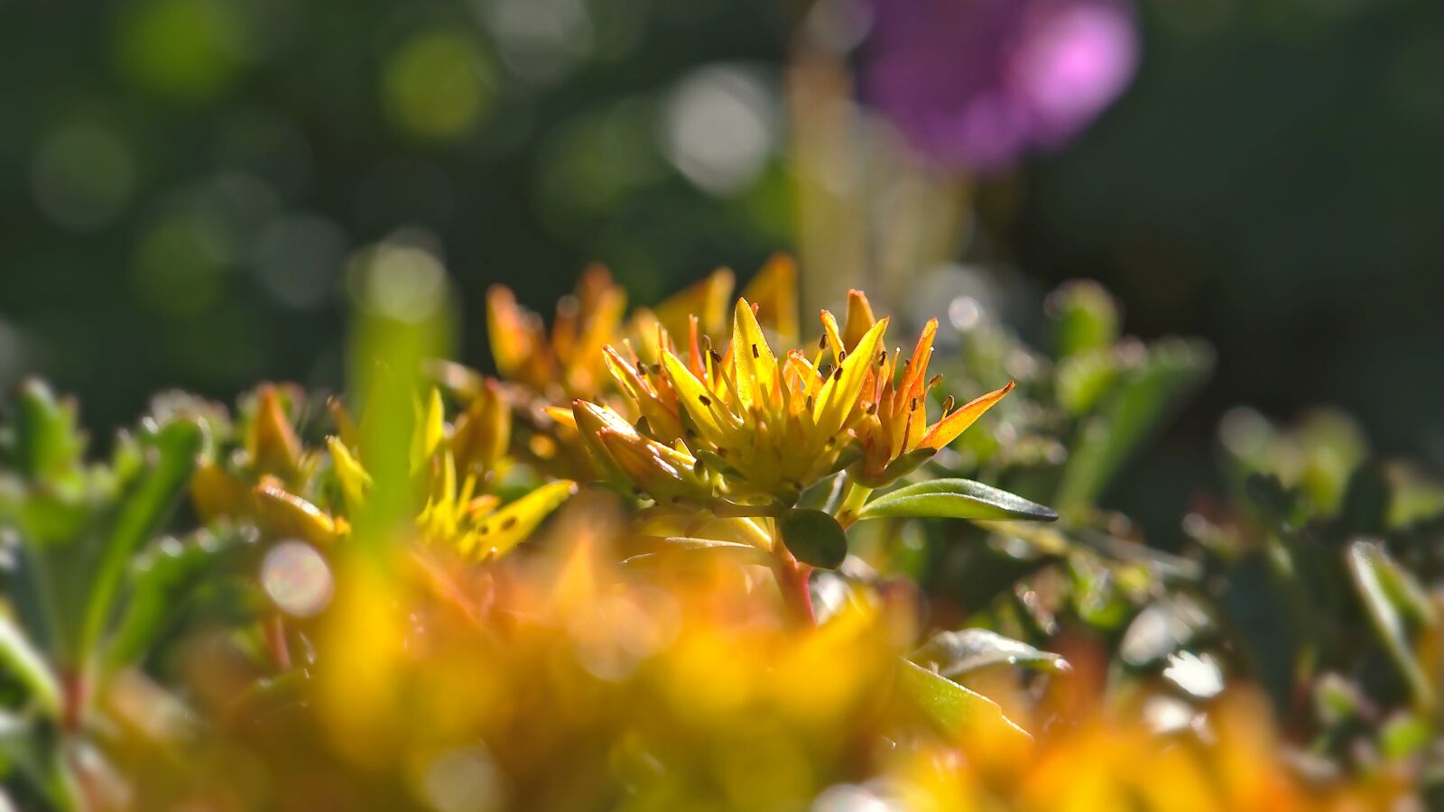 Nikon D5600 sample photo. Blossom, bloom, yellow photography