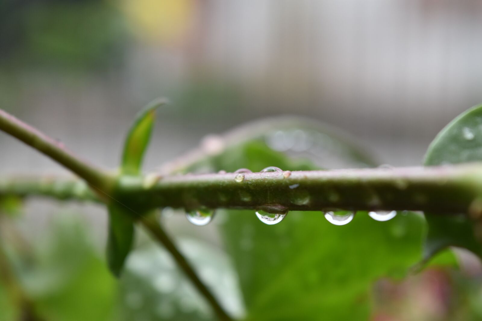 Nikon D5500 sample photo. Nature, green, plant photography