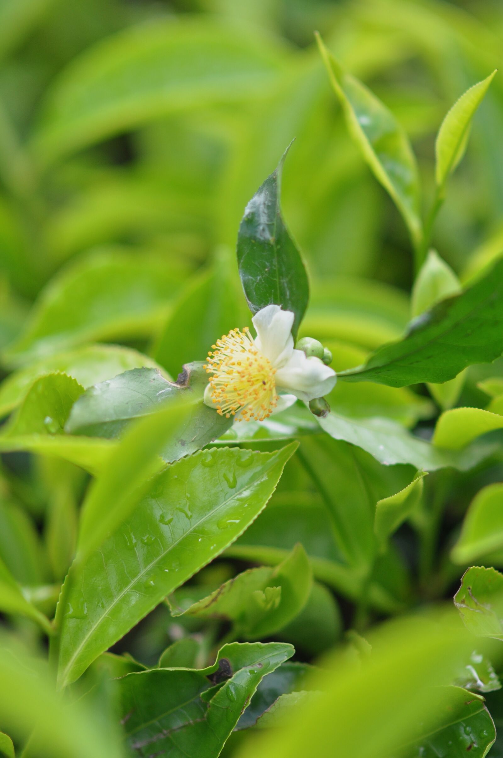 Nikon D90 sample photo. Tea, plant, flower photography