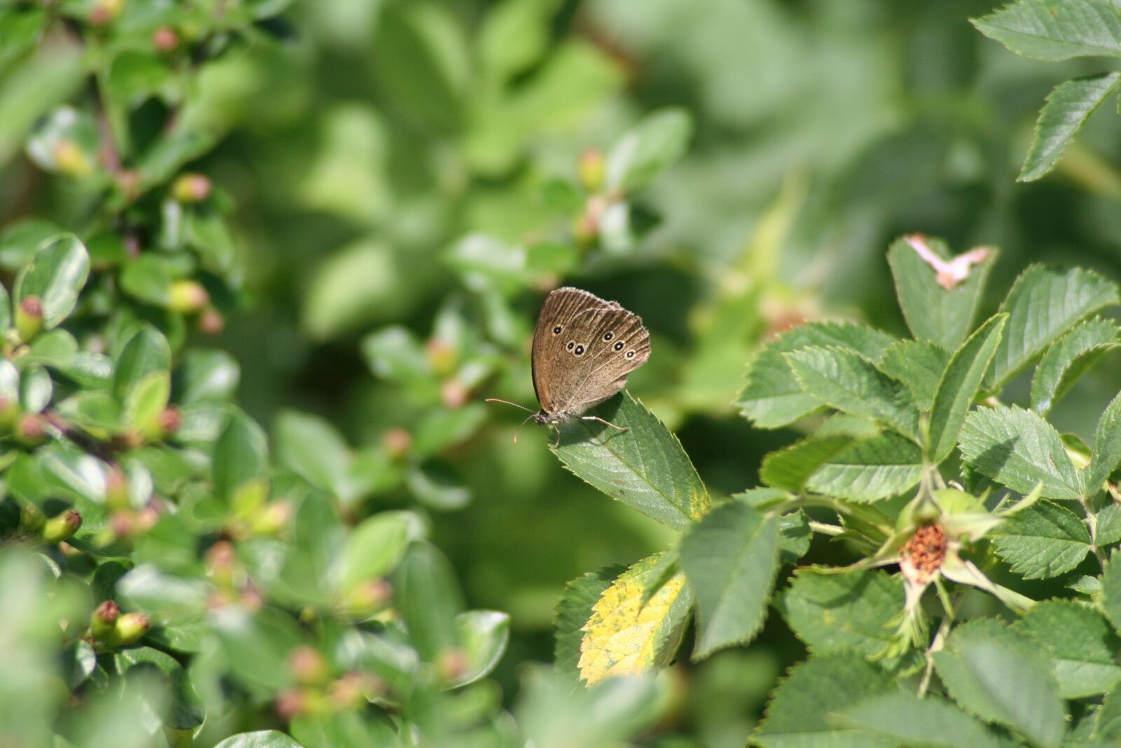Canon EOS 350D (EOS Digital Rebel XT / EOS Kiss Digital N) sample photo. Butterfly, nature, summer photography