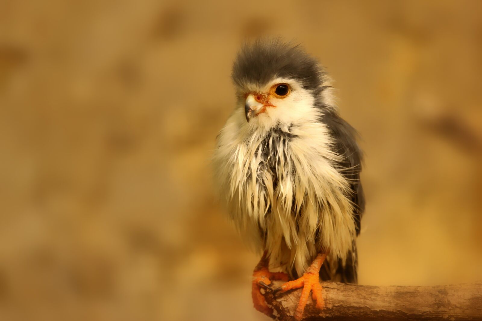 Canon EOS 1300D (EOS Rebel T6 / EOS Kiss X80) + Canon EF-S 55-250mm F4-5.6 IS STM sample photo. Dwarf falcon collar, bird photography