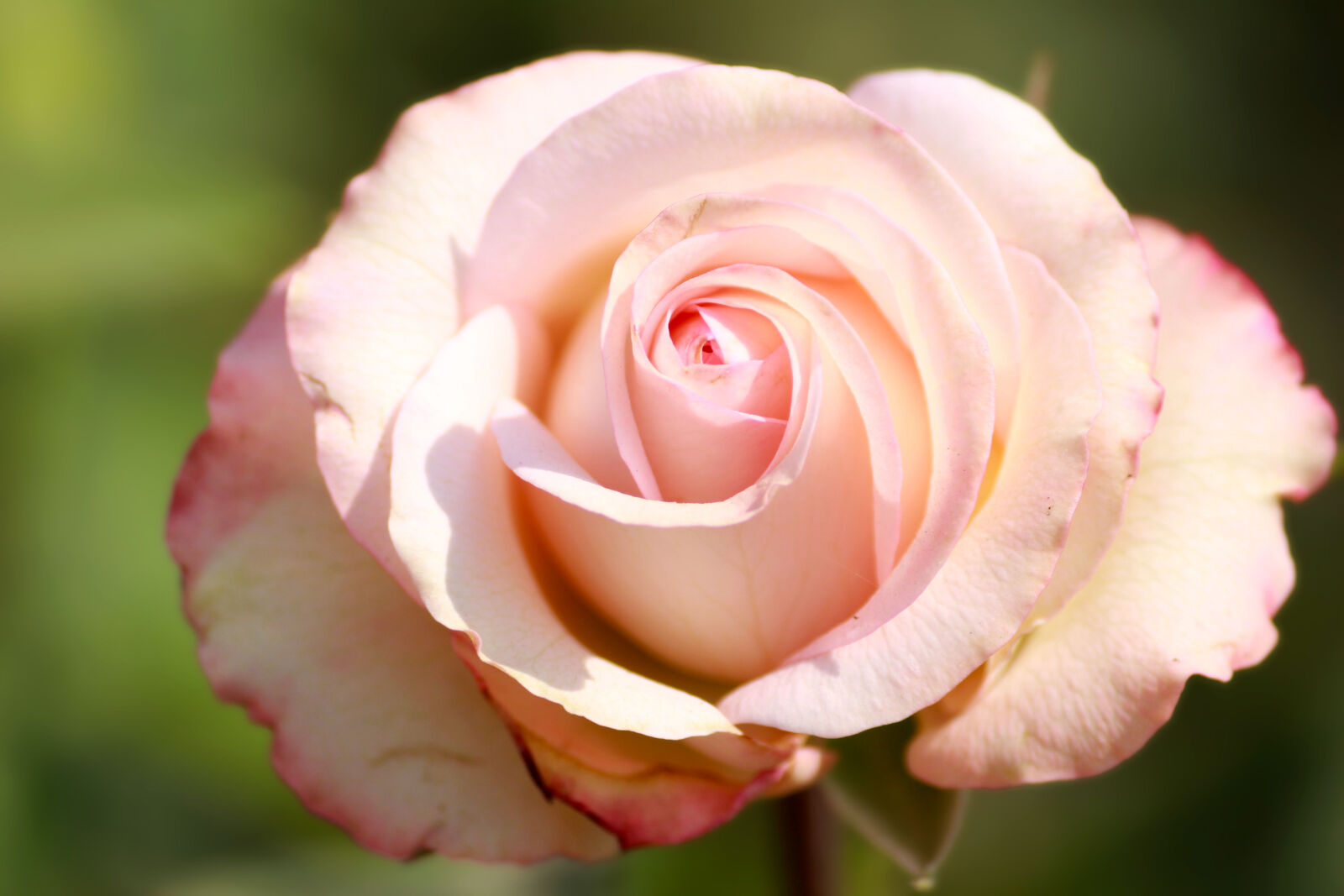 Canon EOS 600D (Rebel EOS T3i / EOS Kiss X5) sample photo. Beautiful, flowers photography
