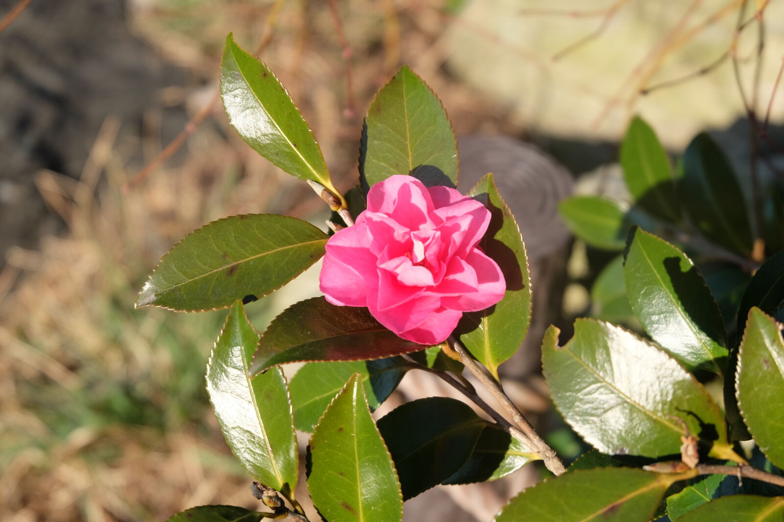 Fujifilm X-M1 sample photo
