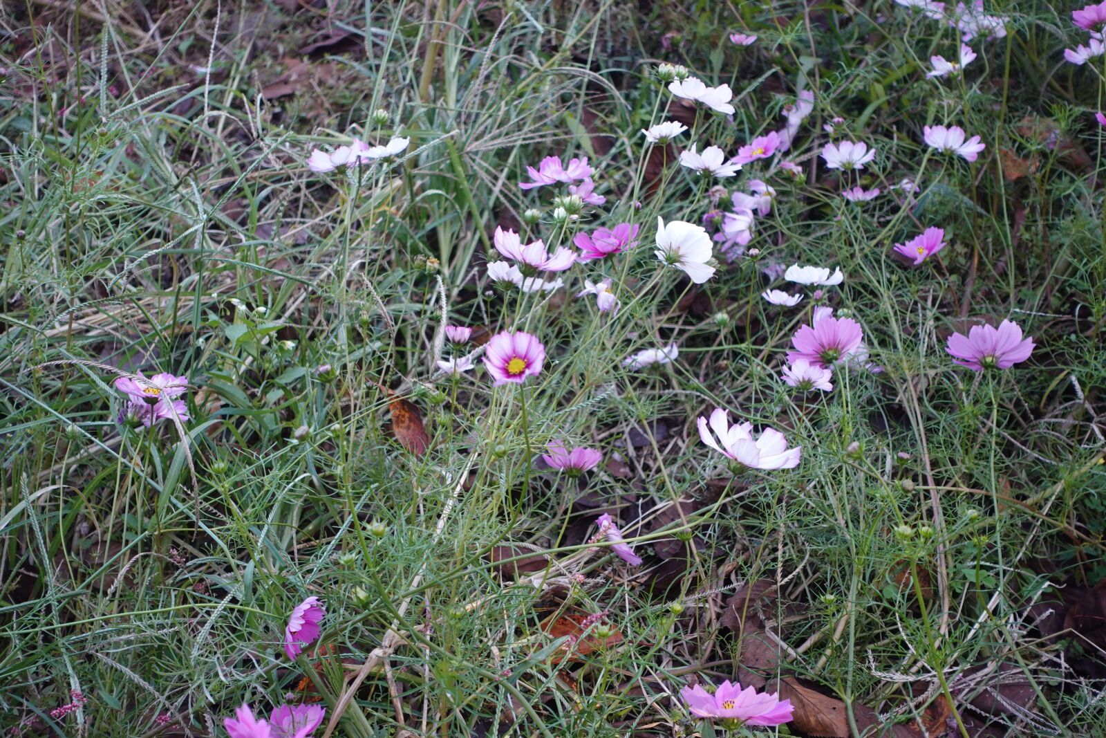 Sony ZV-1 sample photo