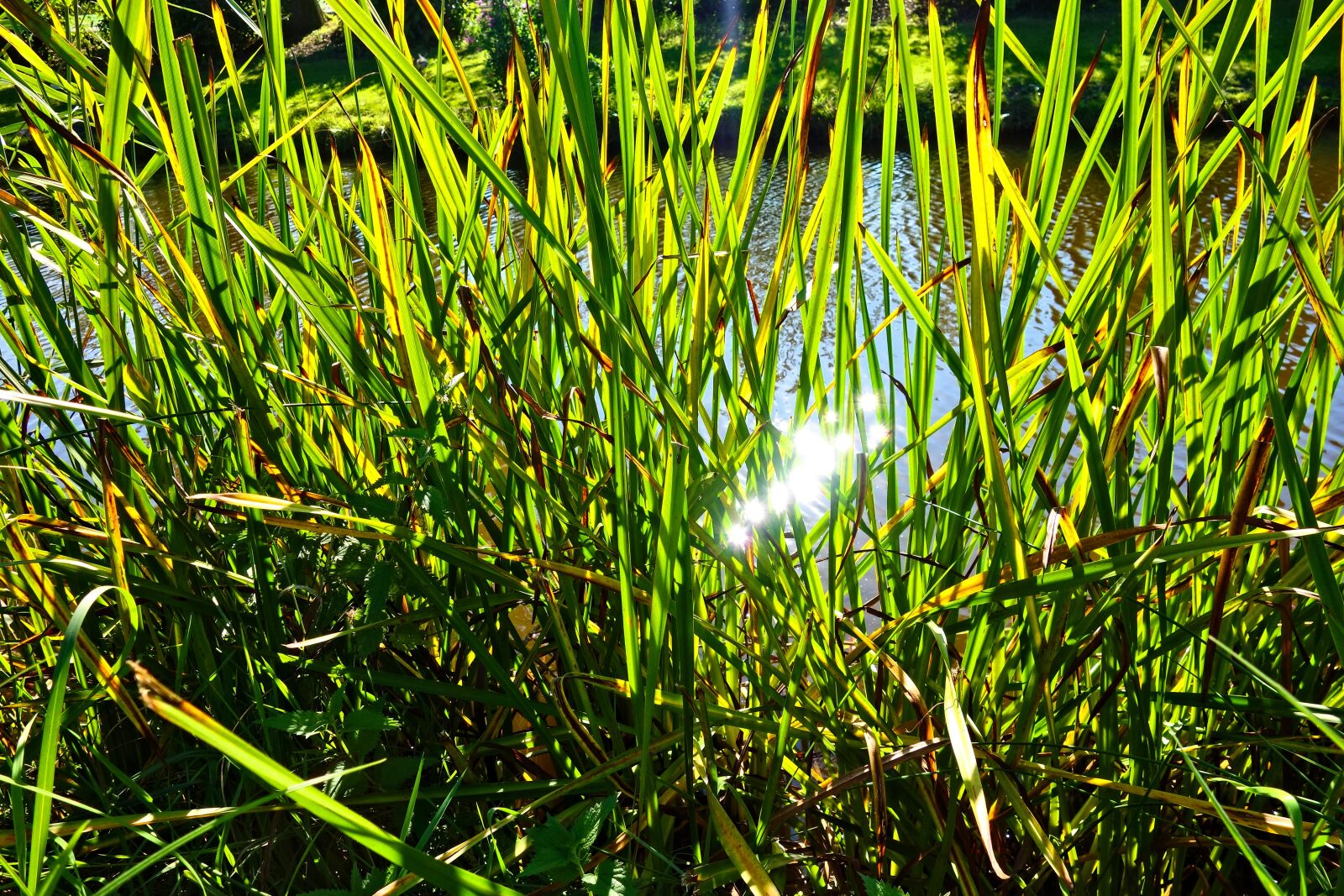 Sony Cyber-shot DSC-RX100 sample photo. Reeds, aquatic plant, banks photography