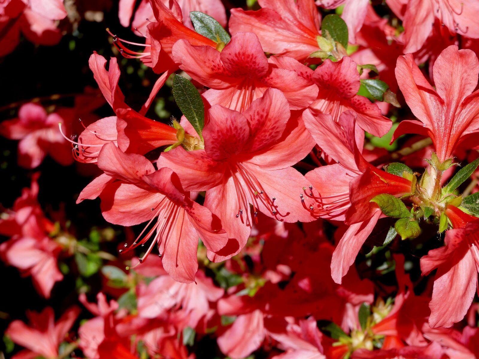 Panasonic Lumix DMC-FZ300 sample photo. Rhododendron, azalea, spring photography