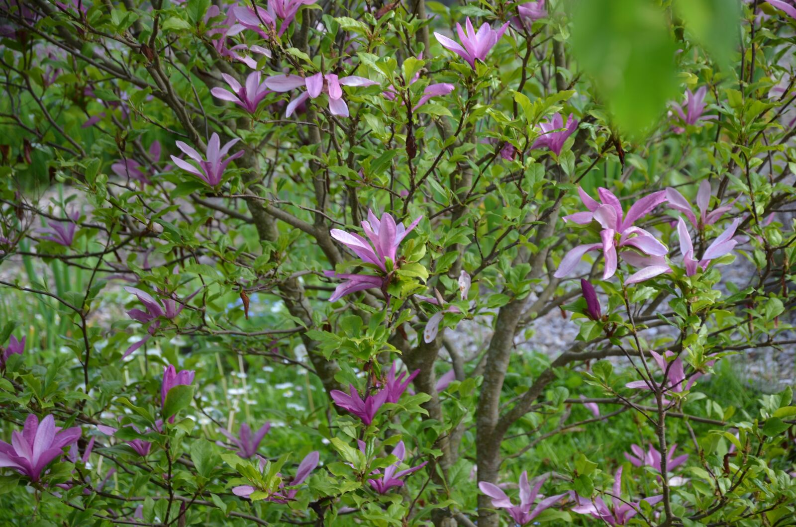 Nikon D5100 sample photo. Flowering shrub, violet, spring photography