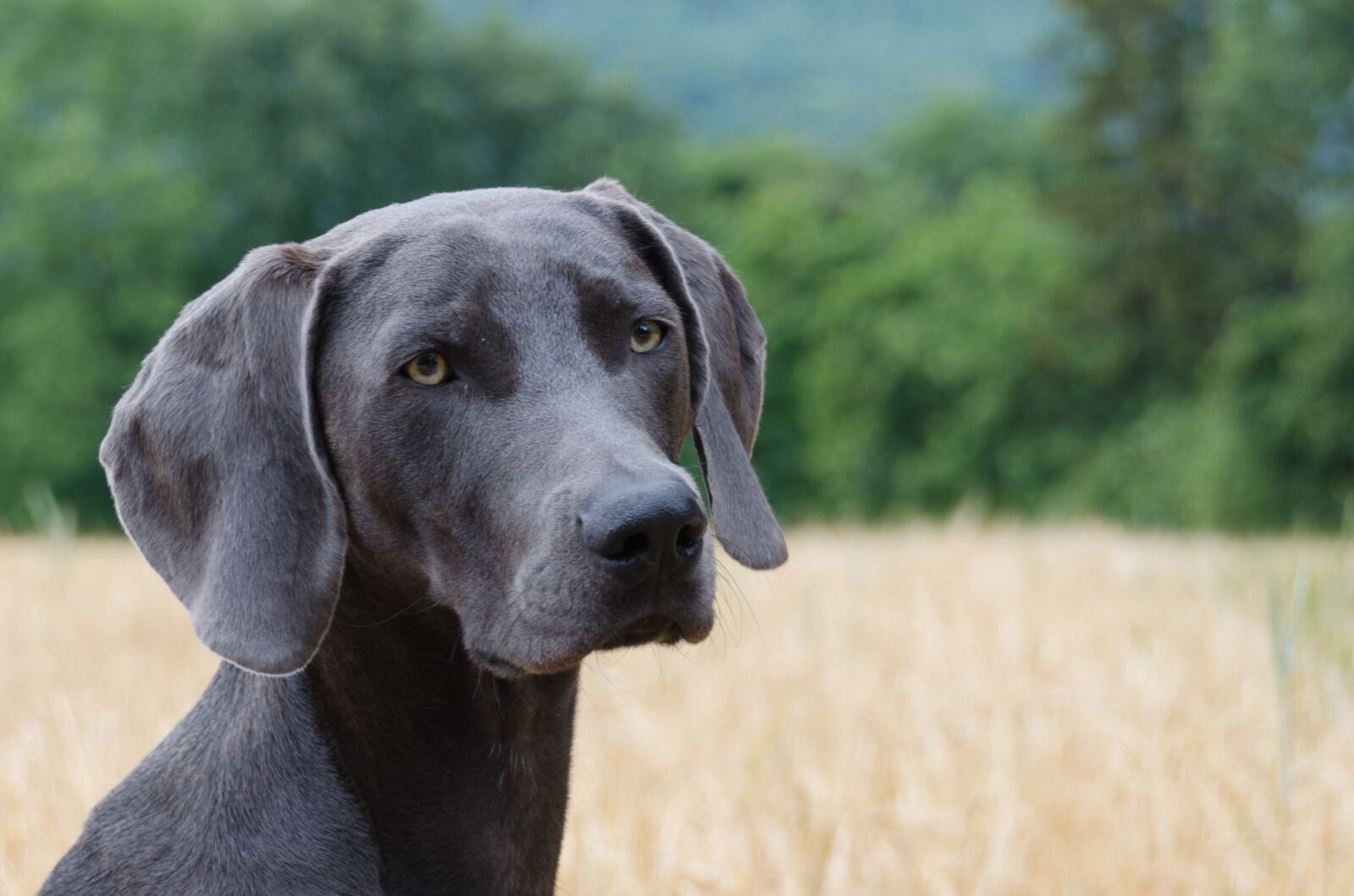 Nikon D5100 sample photo. Dog, weimaraner, head photography