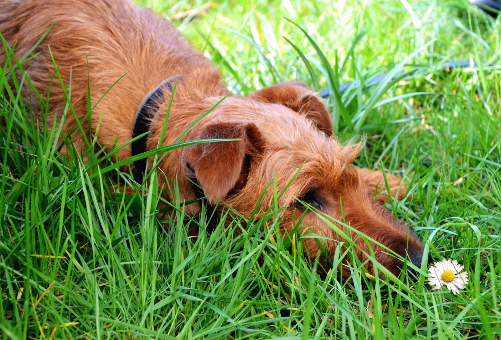 Nikon D5100 sample photo. Grass, daisy, dog, animal photography
