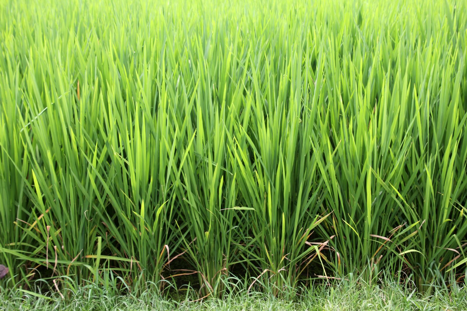Canon EOS 60D sample photo. Grass, rice, rice cultivation photography