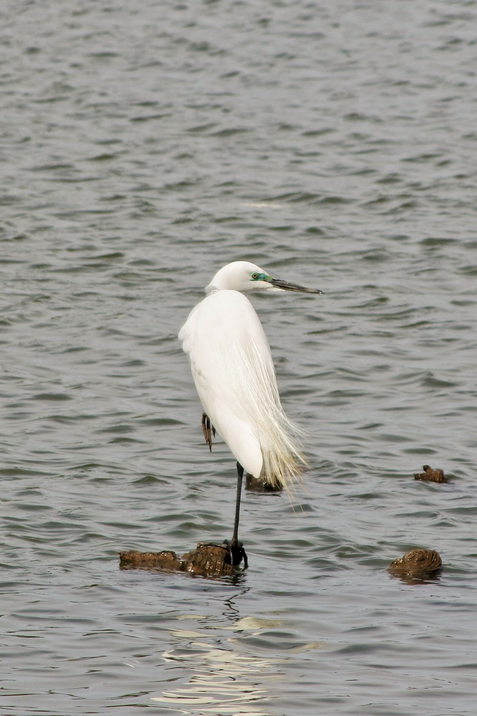 Nikon 1 J5 + VR 55-200mm f/4-5.6G sample photo. Animal, river, water photography