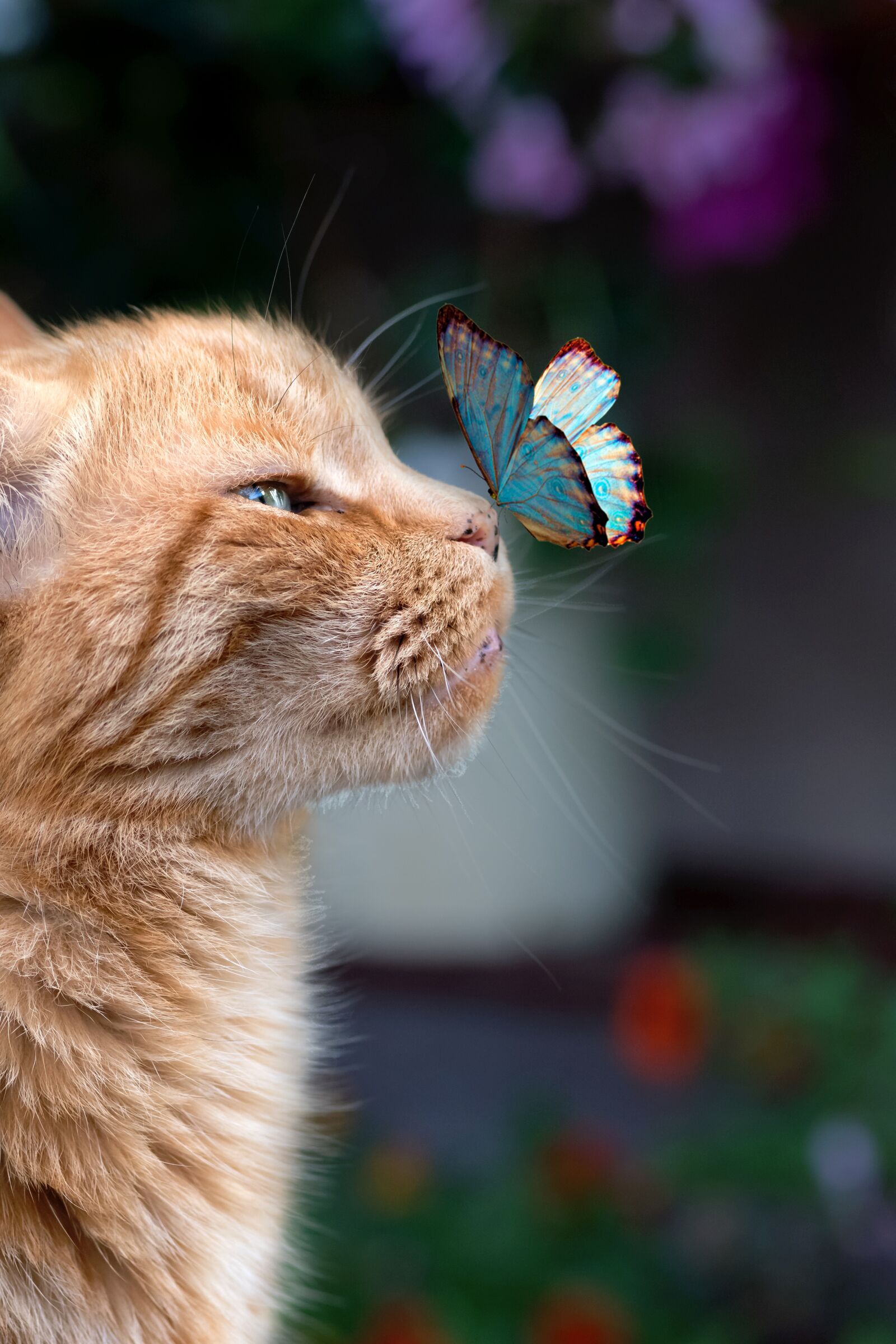 Nikon D500 sample photo. Butterfly, cat, pet photography