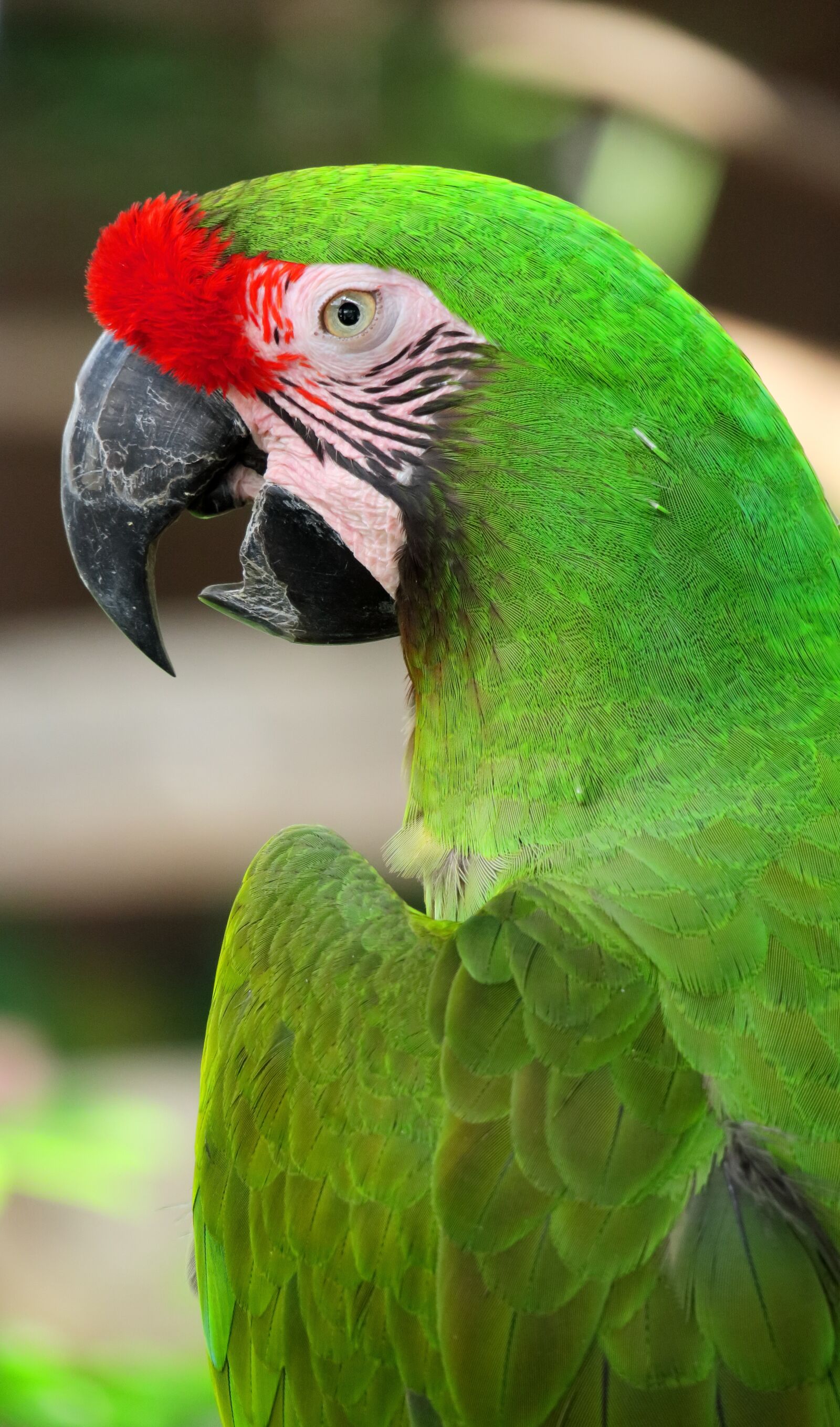 Canon PowerShot G3 X sample photo. Parrot, green, bird photography