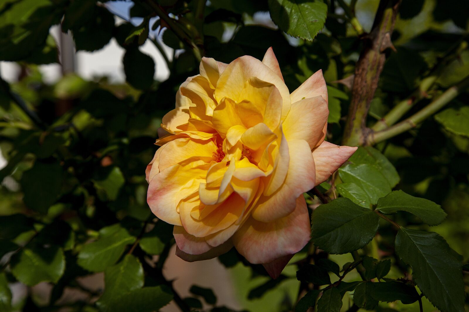 Canon EOS 5D Mark II sample photo. Rose, yellow, nature photography