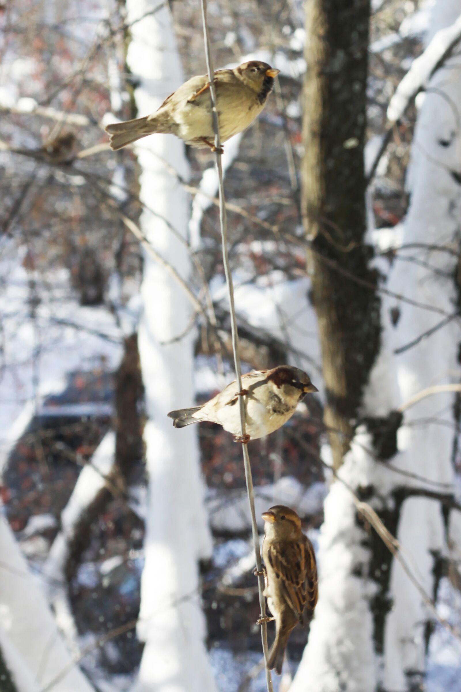 Canon EOS 50D sample photo. Sparrows, winter, russia photography