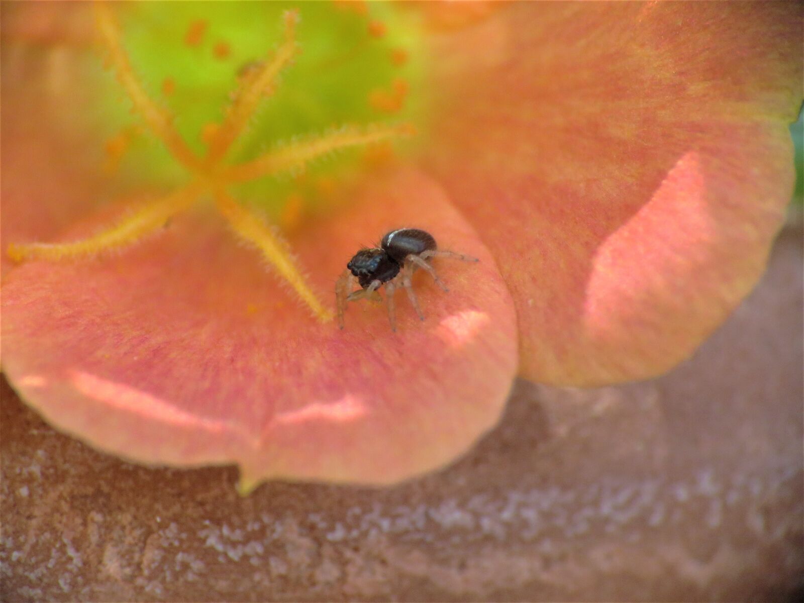 Canon PowerShot SX60 HS sample photo. Insect, spider, tiny photography