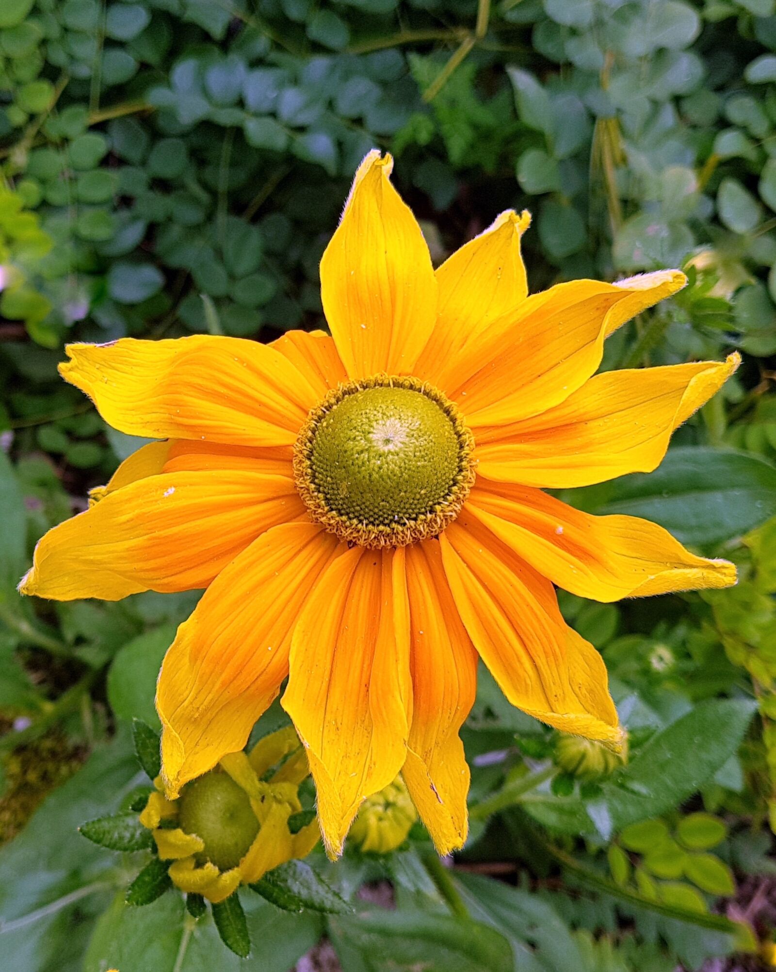 Samsung Galaxy S7 Edge sample photo. Flower, flora, garden photography
