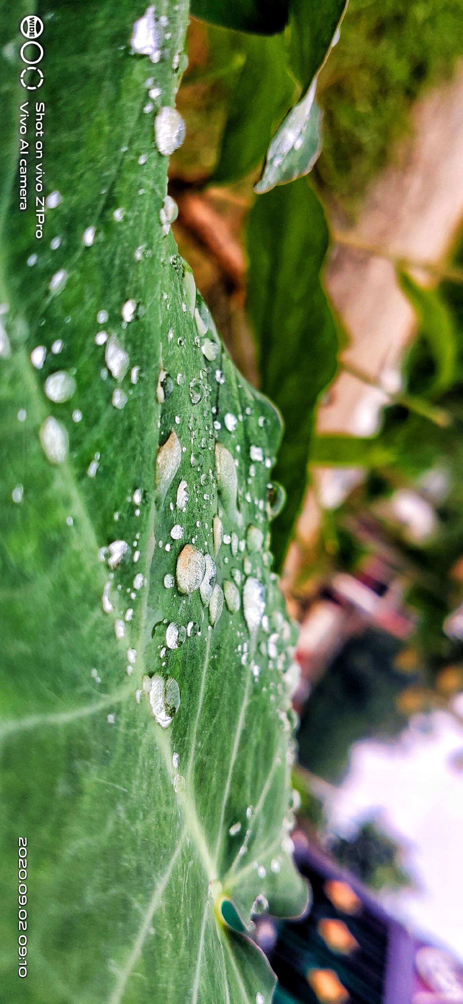 vivo 1951 sample photo. Rain, leaf, beauty photography