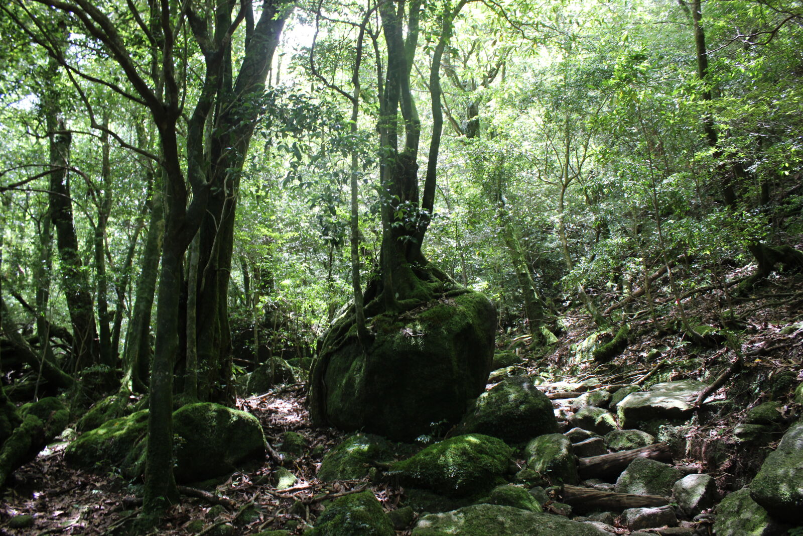 Canon EOS 600D (Rebel EOS T3i / EOS Kiss X5) sample photo. Forest photography