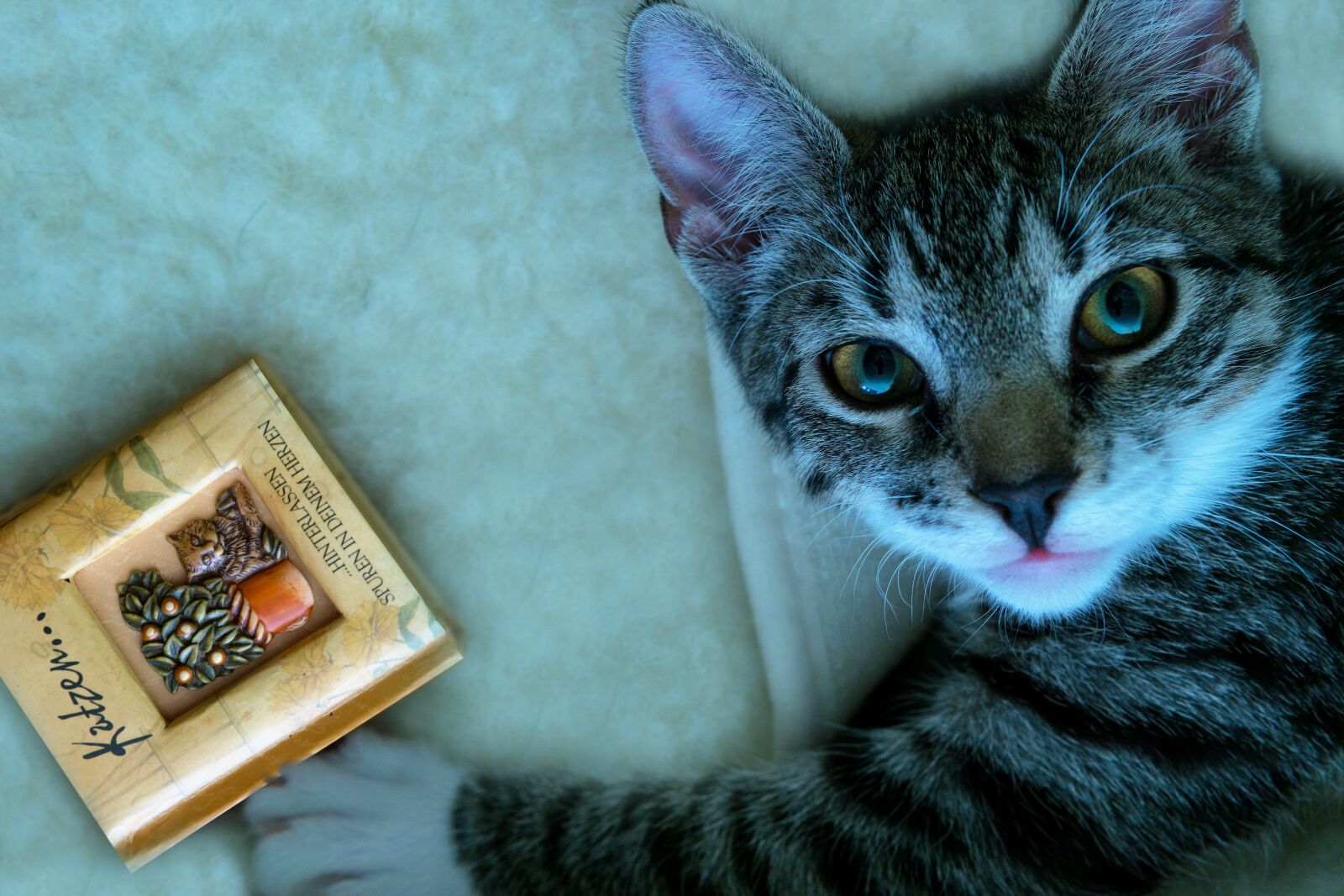 30mm F1.4 DC DN | Contemporary 016 sample photo. Cat, small, mackerel photography