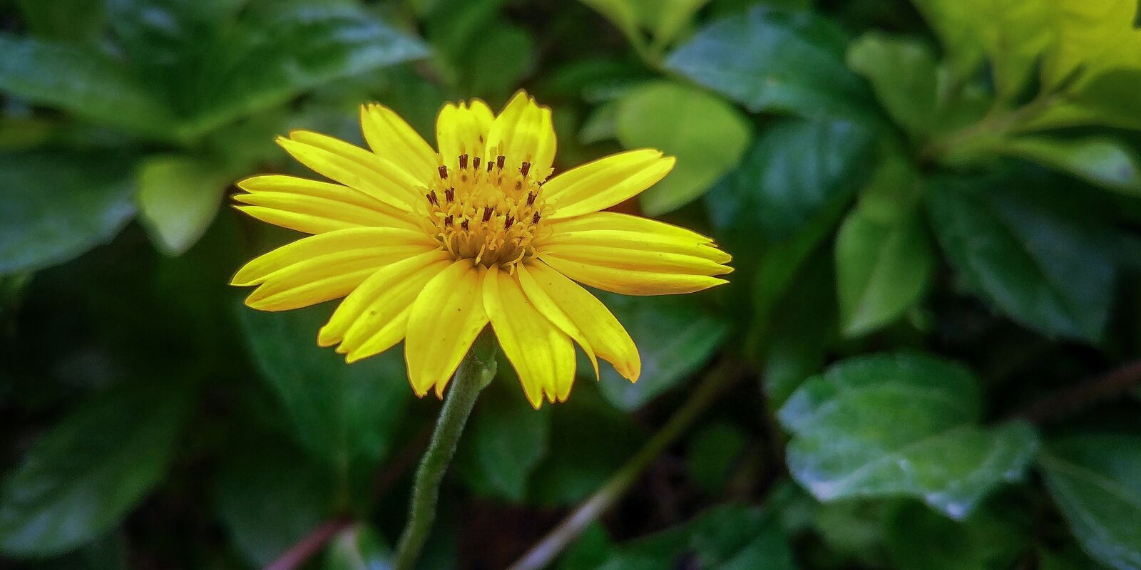 LG G6 sample photo. Flowers, nature, yellow photography