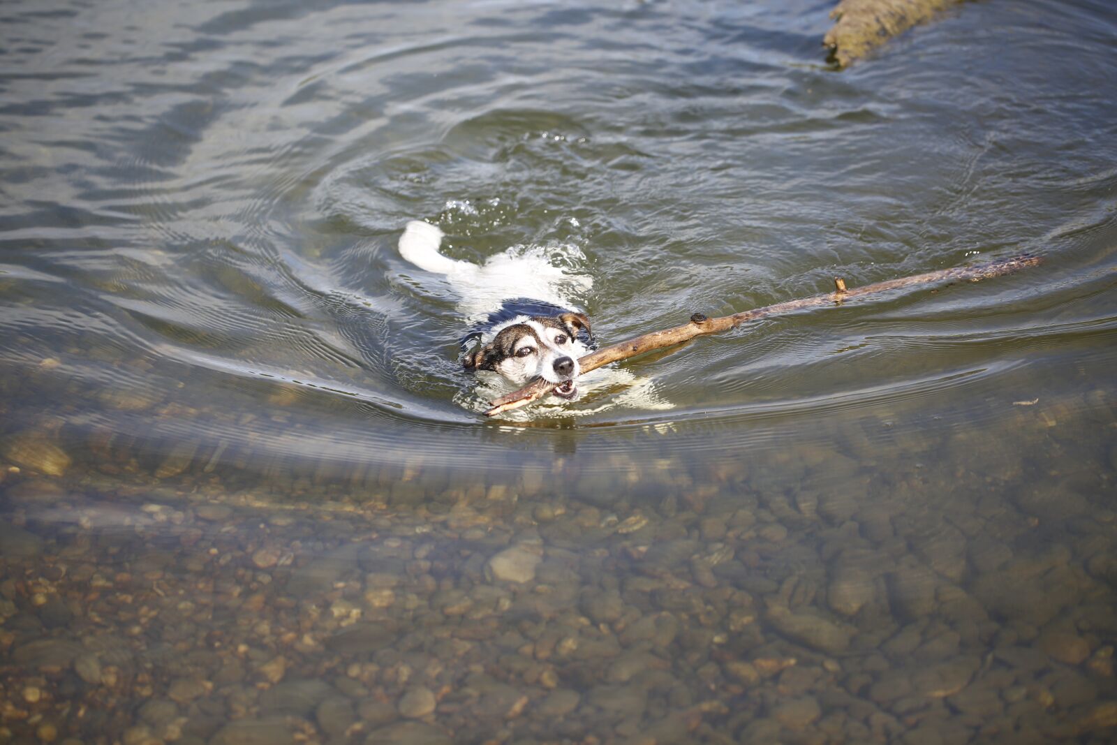 Canon EF 100mm F2.8L Macro IS USM sample photo. Dog, water, nature photography