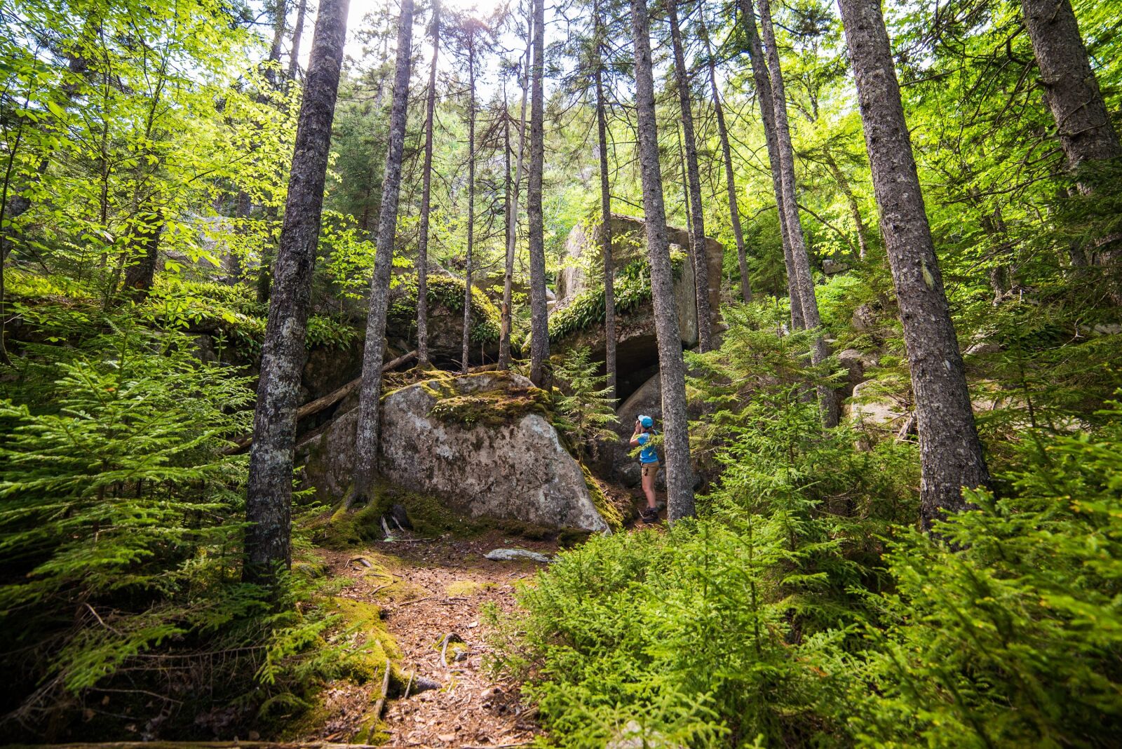 Nikon D610 sample photo. Forest, trees, landscape photography